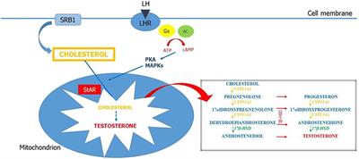 Effects of Bisphenols on Testicular Steroidogenesis